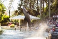 Beautiful shot of a dolphin jumping out of the water at Seaworld in Orlando, Florida Royalty Free Stock Photo