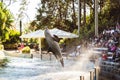 Beautiful shot of a dolphin jumping out of the water at Seaworld in Orlando, Florida Royalty Free Stock Photo