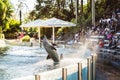 Beautiful shot of a dolphin jumping out of the water at Seaworld in Orlando, Florida Royalty Free Stock Photo