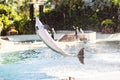 Beautiful shot of a dolphin jumping out of the water at Seaworld in Orlando, Florida Royalty Free Stock Photo