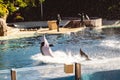 Beautiful shot of a dolphin jumping out of the water at Seaworld in Orlando, Florida Royalty Free Stock Photo