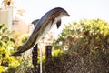 Beautiful shot of a dolphin jumping out of the water at Seaworld in Orlando, Florida Royalty Free Stock Photo