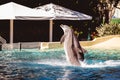 Beautiful shot of a dolphin jumping out of the water at Seaworld in Orlando, Florida Royalty Free Stock Photo