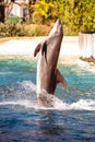 Beautiful shot of a dolphin jumping out of the water at Seaworld in Orlando, Florida Royalty Free Stock Photo