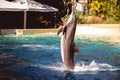 Beautiful shot of a dolphin jumping out of the water at Seaworld in Orlando, Florida Royalty Free Stock Photo