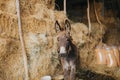 Beautiful shot of a donkey in a barn full of hay Royalty Free Stock Photo