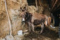 Beautiful shot of a donkey in a barn full of hay Royalty Free Stock Photo