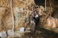 Beautiful shot of a donkey in a barn full of hay Royalty Free Stock Photo