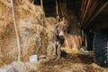 Beautiful shot of a donkey in a barn full of hay Royalty Free Stock Photo