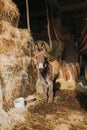 Beautiful shot of a donkey in a barn full of hay Royalty Free Stock Photo
