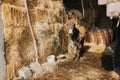 Beautiful shot of a donkey in a barn full of hay Royalty Free Stock Photo