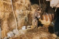 Beautiful shot of a donkey in a barn full of hay Royalty Free Stock Photo