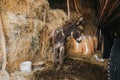 Beautiful shot of a donkey in a barn full of hay Royalty Free Stock Photo