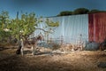 Beautiful shot of a donkey standing in the backyard of a village house in a sunny day Royalty Free Stock Photo