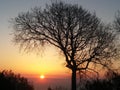 Beautiful shot of a dry tree silhouette on an orange sunset background Royalty Free Stock Photo