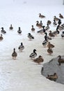 Beautiful shot of ducks group on a sandy beach Royalty Free Stock Photo