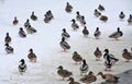 Beautiful shot of ducks group on a sandy beach Royalty Free Stock Photo