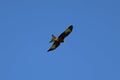 Beautiful shot of an eagle flying on a blue sky background Royalty Free Stock Photo