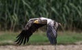 Egyptian vulture