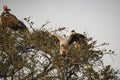 Beautiful shot of an Egyptian vulture on the tree Royalty Free Stock Photo