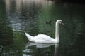 Beautiful shot of an elegant white swan floating on the water Royalty Free Stock Photo