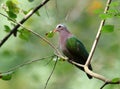 Emerald dove