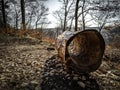 Beautiful shot of an empty hollow tree lying on the ground in the forest in a daytime