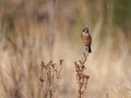 Beautiful shot of a European stonechat on a brabch Royalty Free Stock Photo