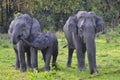 Beautiful shot of a family of gray elephants walking around in a park Royalty Free Stock Photo