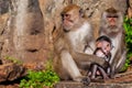 Beautiful shot of a family of monkeys on a stone in the middle of a forest
