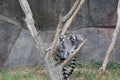 Beautiful shot of family of ring-tailed lemurs on dry tree in zoo during daytime