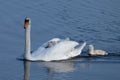 Beautiful shot of a family of swans swimming on a lake