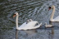 Beautiful shot of a family of swans swimming on a lake