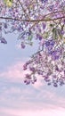 Beautiful shot of fern tree branches against cloudy soft purple sky - great for a backdrop Royalty Free Stock Photo