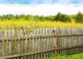 Beautiful shot of the field full of yellow flowers and trees behind the old wooden fence Royalty Free Stock Photo