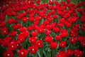Beautiful shot of a field of red tulips Royalty Free Stock Photo