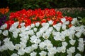 Beautiful shot of a field of red and white poppies Royalty Free Stock Photo