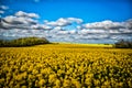 Beautiful shot of a field of yellow Rapeseed flowers under the blue sky with clouds Royalty Free Stock Photo