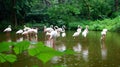 Beautiful shot of a flock of Flamingo birds on a pond Royalty Free Stock Photo