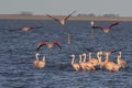 Beautiful shot of a flock of flamingos standing in the water and some taking off the for migration