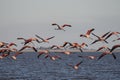 Beautiful shot of a flock of flamingos taking off the water for migration