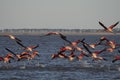 Beautiful shot of a flock of flamingos taking off the water for migration