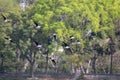 Beautiful shot of a flock of Plover birds in flight with green trees in the background. Royalty Free Stock Photo