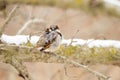 Beautiful shot of a fluffy sparrow bird perched on a snowy tree branch Royalty Free Stock Photo