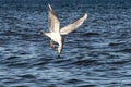 Beautiful shot of a flying seagull over the blue wavy water holding food with the beak Royalty Free Stock Photo