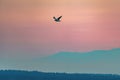 Beautiful shot of a flying seagull in a pink sunset sky over mountains Royalty Free Stock Photo