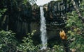 Beautiful shot of foliage and plants near the Svartifoss waterfall, Iceland Royalty Free Stock Photo