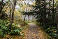 Beautiful shot of forest in autumn in Alaska Royalty Free Stock Photo