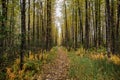 Beautiful shot of forest in autumn in Alaska Royalty Free Stock Photo