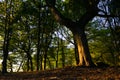 Beautiful shot of a forest with green trees flooded with rays of sun in a daytime Royalty Free Stock Photo